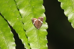 Alampla arcifraga