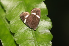 Alampla arcifraga