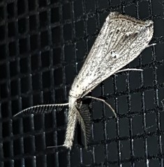 Trigonistis demonias