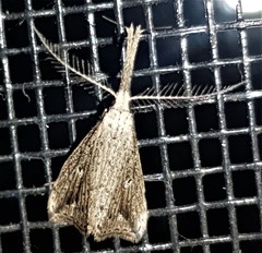 Trigonistis demonias