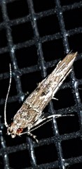 Anatrachyntis rileyi