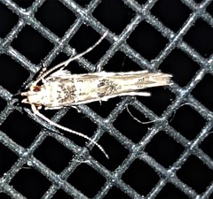 Anatrachyntis rileyi