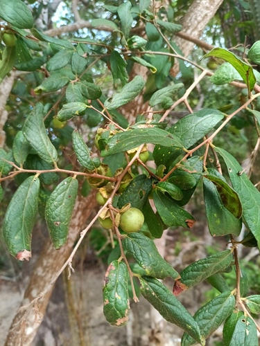 Diospyros salicifolia, photograph 6