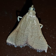 Endotricha dispergens