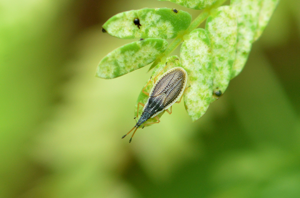Atheas insingis