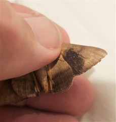 Oxyodes tricolor