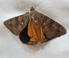Oxyodes tricolor