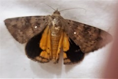 Oxyodes tricolor