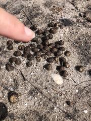 Oreotragus oreotragus