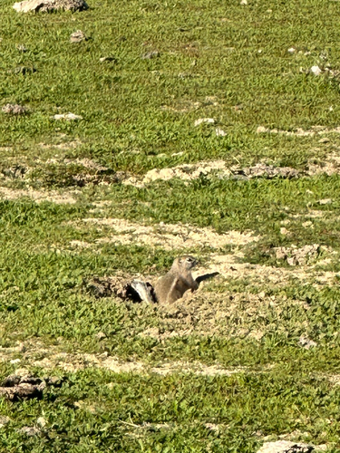 Nelson's Antelope Squirrel observed by egarfield