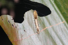 Drapetodes mitaria