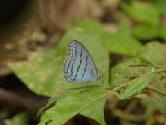 Cepheuptychia glaucina