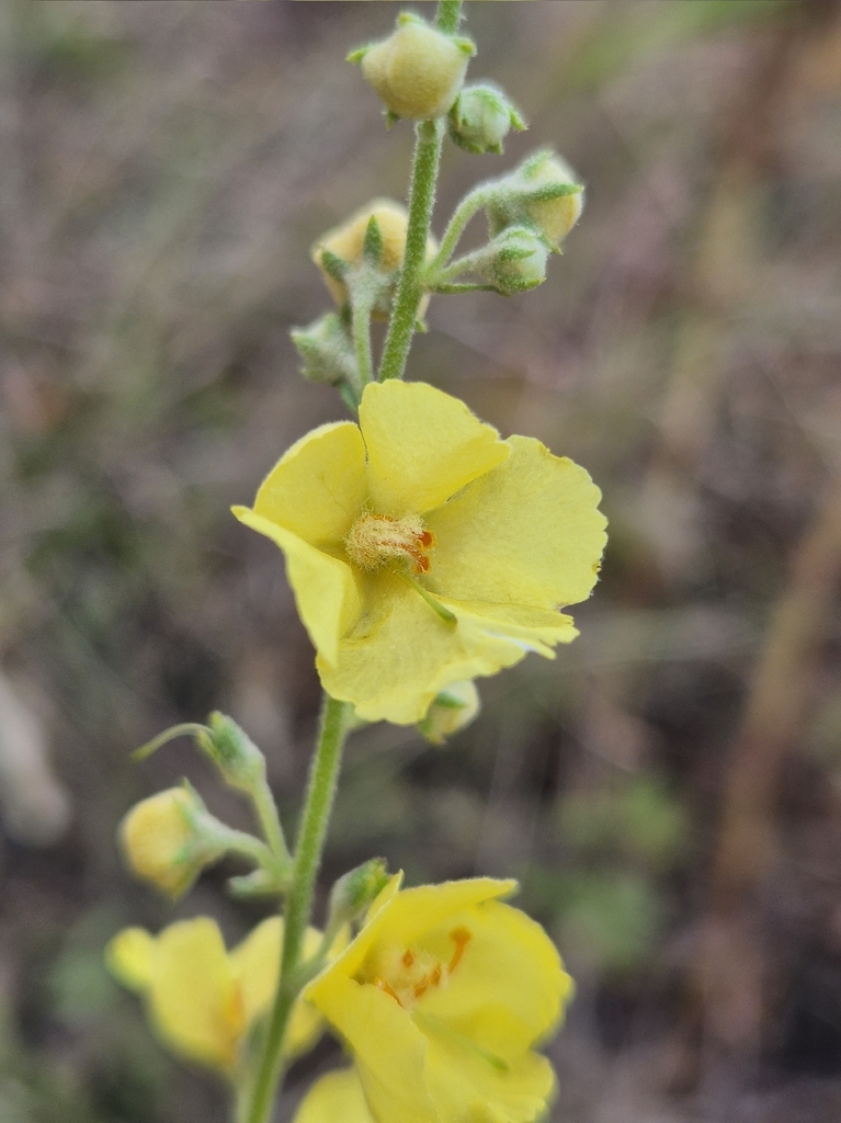 Verbascum banaticum