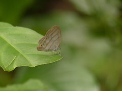Cepheuptychia glaucina