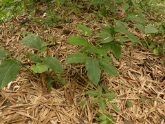 Goeppertia marantifolia