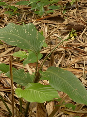Goeppertia marantifolia