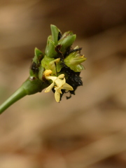 Goeppertia marantifolia