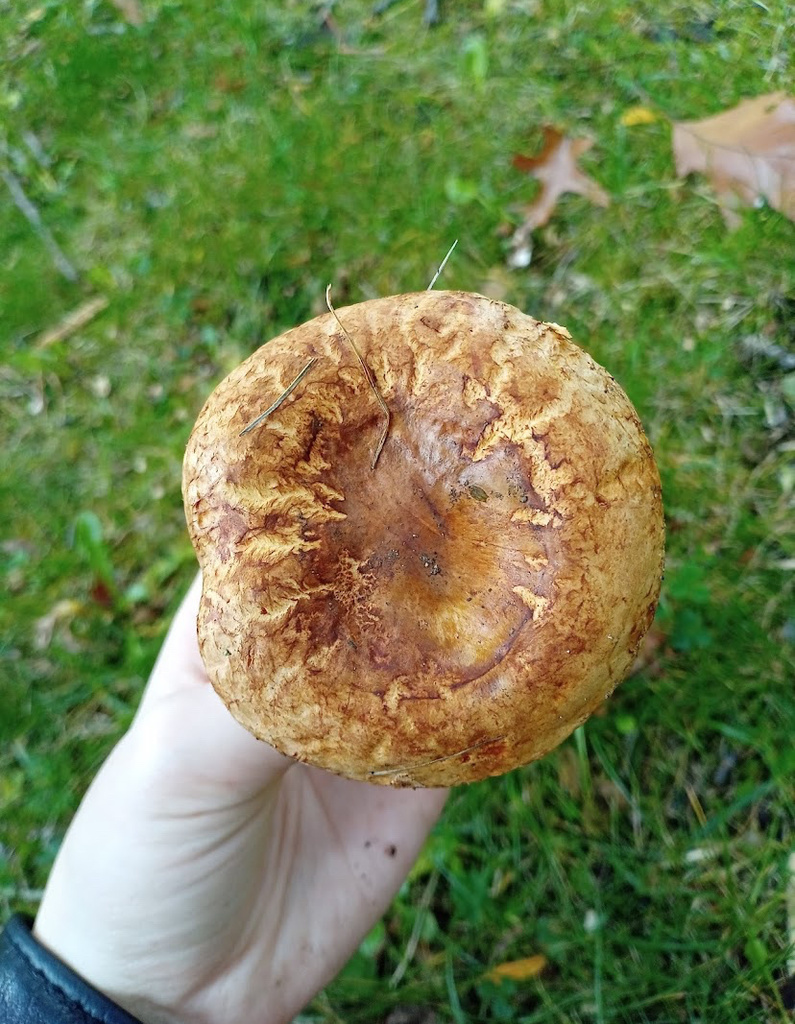 Paxillus sp. 'IN01'