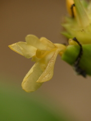 Goeppertia marantifolia