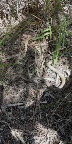 Eastern Brown Snake sighting