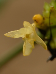 Goeppertia marantifolia