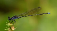 Argia indicatrix