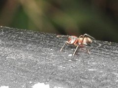 Myrmarachne formosana