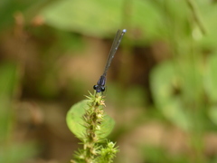 Argia indicatrix
