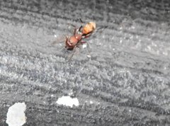 Myrmarachne formosana