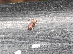 Myrmarachne formosana
