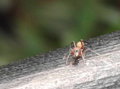 Myrmarachne formosana