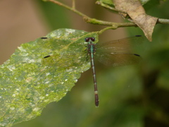 Erpetogomphus