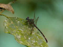 Erpetogomphus