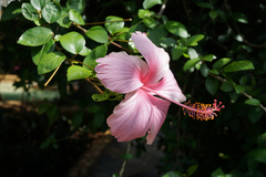Hibiscus hybridus