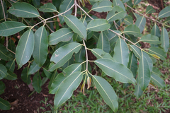 Syzygium guineense
