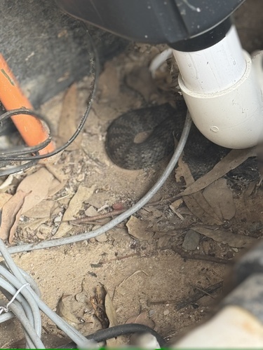 Southern Death Adder sighting