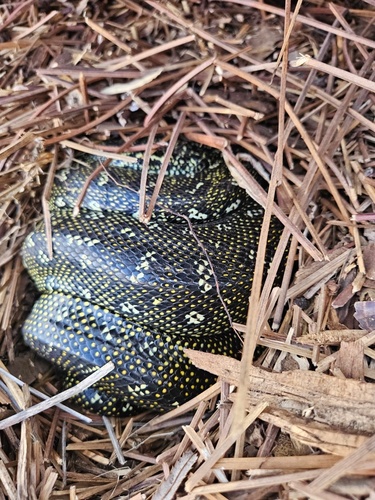 Diamond Python sighting