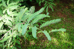 Tamarindus indica