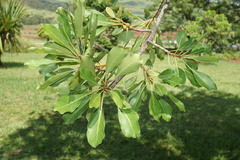 Ficus thonningii