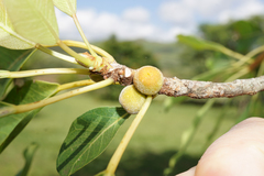 Ficus thonningii