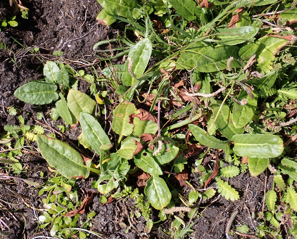 Rumex neglectus; photograph author not stated, no rights reserved