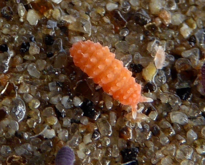 Vitronura