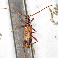 Phoracantha synonyma