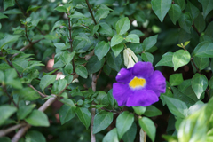 Thunbergia erecta