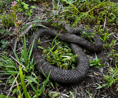 Eastern Brown Snake sighting
