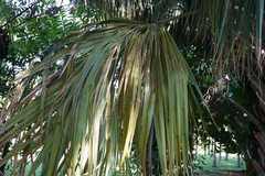 Sabal mexicana