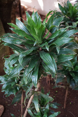 Dracaena fragrans compacta