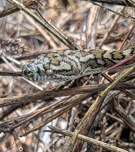 Coastal Carpet Python sighting