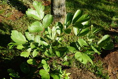 Lannea edulis edulis