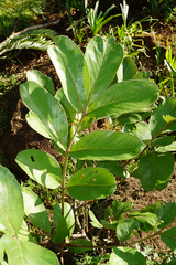Lannea edulis edulis